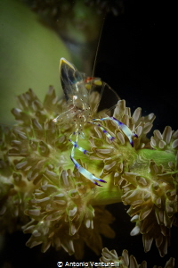 Detail of a beautiful transparent glass ghost shrimp stop... by Antonio Venturelli 